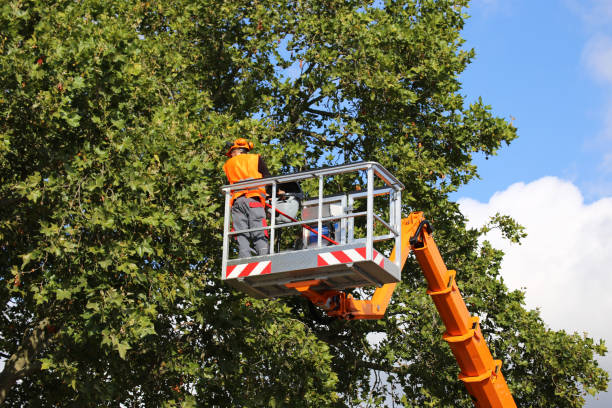 How Our Tree Care Process Works  in  Santa Ana Pueblo, NM